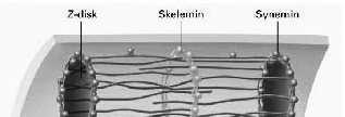 Filamenty desminowe stabilizują sarkomery mięśni Skurcz mięśni poprzecznie-prąŝkowanych Neuron ruchowy Komórka