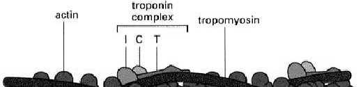 skurcz mięśni poprzecznie-prąŝkowanych sygnał retikulum sarkoplazmatyczne otwarcie kanałów Ca 2+ napływ Ca 2+ do cytozolu miofibryle troponina C wiąŝe