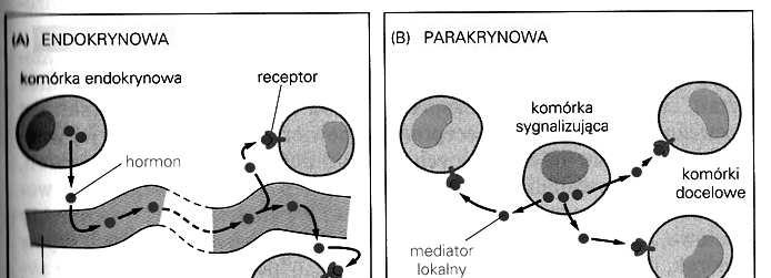 Sygnalizacja międzykomórkowa wymiana sygnałów między komórkami transdukcja (przekształcanie) sygnałów Przekształcanie sygnału polega na