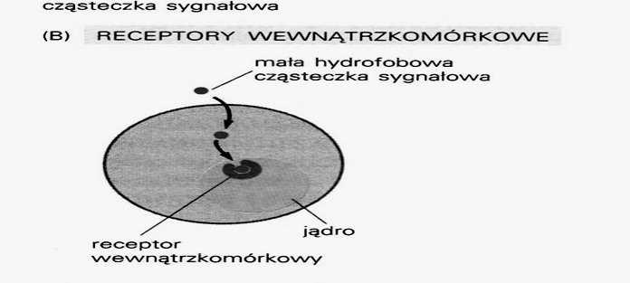 hydrofilowe małe, hydrofobowe aktywują enzymy