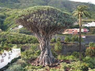 miejscu wynosi 6 m (fot. 5). Swą popularność drzewo zawdzięcza ponad 1000 letniej historii, chociaż tak naprawdę prawdziwy wiek rośliny pozostaje tajemnicą.