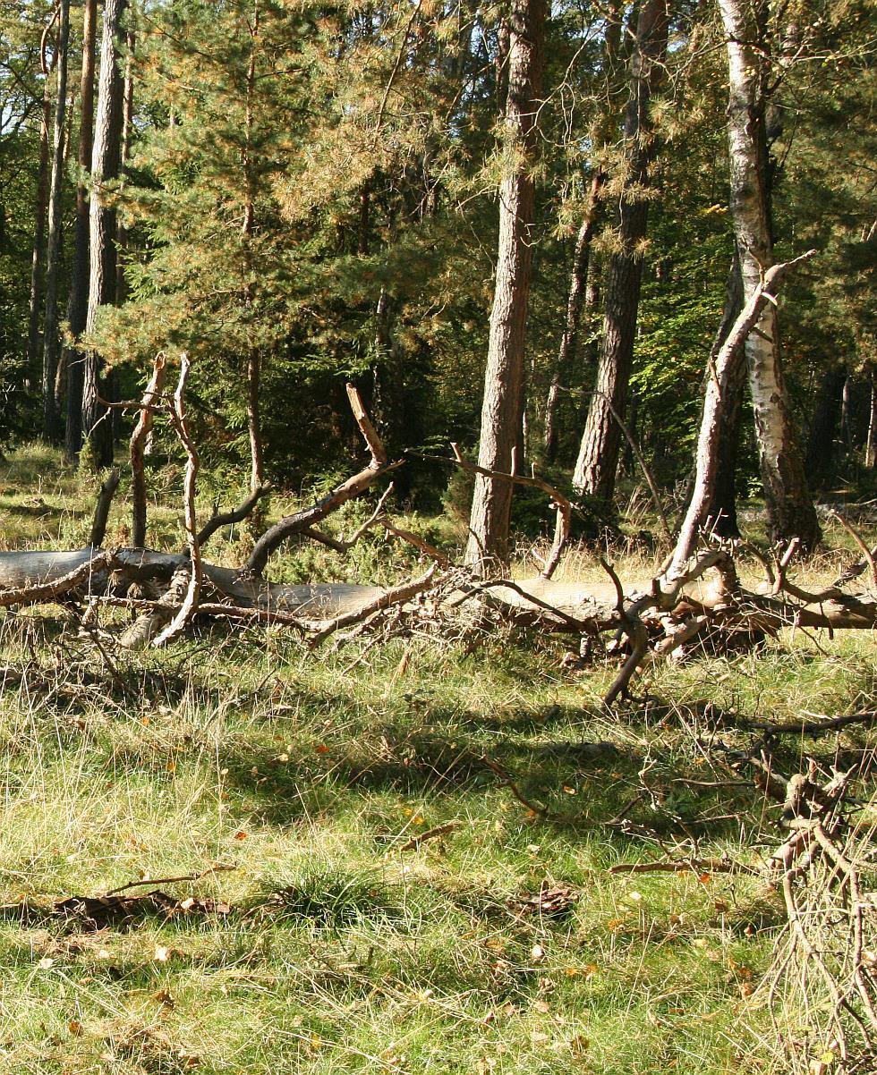 Ważne zagadnienia ochrona czynna Ograniczenie ingerencji do drzewostanów