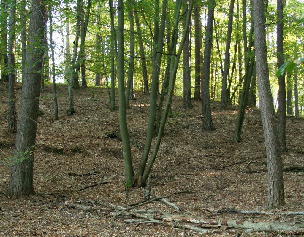 Ważne zagadnienia ochrona czynna Przebudowa drzewostanów ale jaki wzorzec określa