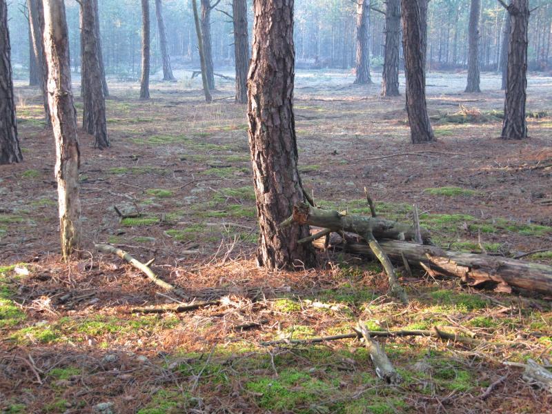 Niebezpieczeństwo pustych zapisów powielających tylko to, co jest realizowane