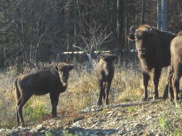 Clasificarea atracțiilor naturale La 25 februarie 1998, Parlamentul Republicii Moldova a adoptat Legea nr.