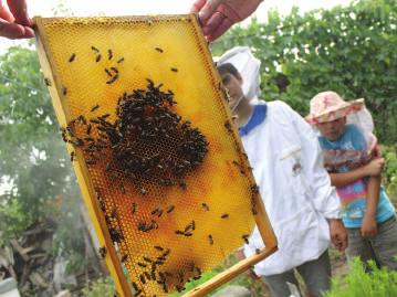 Prisaca Prisacă reprezintă o gospogărie specializată în creşterea albinelor, extragerea, prelucrarea şi comercializarea mierii.