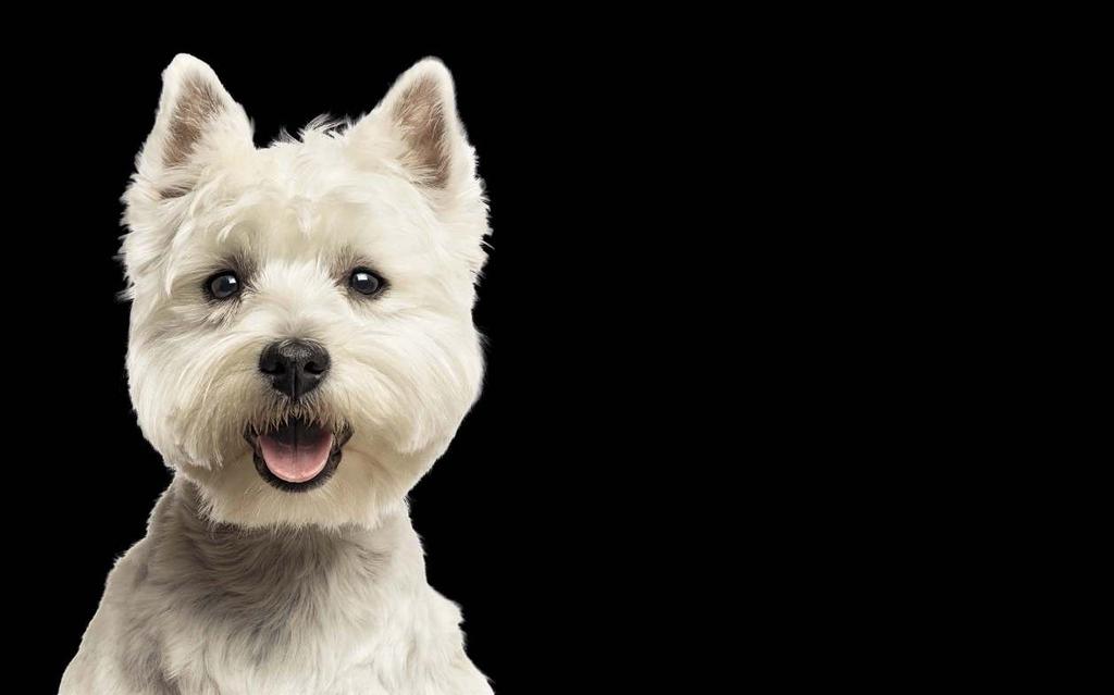 Ludzie i zwierzęta // Charakterystyka rasy West Highland White Terrier Krzepki Szkot Tylko nieliczni wiedzą, że westie, jak pieszczotliwie się go nazywa, to właściwie West Highland White Terrier.