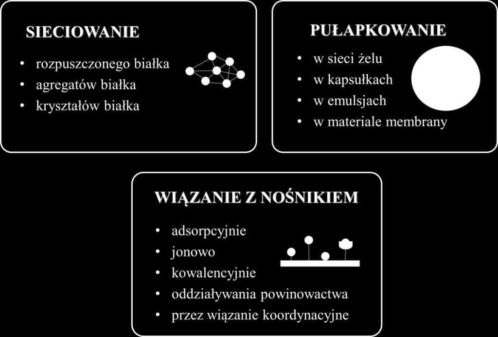 Ogólny podział metod immobilizacji enzymów.