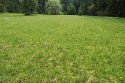 Fot. 7. Jedno z najlepiej zachowanych mechowisk (siedlisko 7230) na torfowisku w sąsiedztwie potoku Bembeńskiego z dobrze widoczną, zwartą warstwą mszystą (fot. R. Stańko).