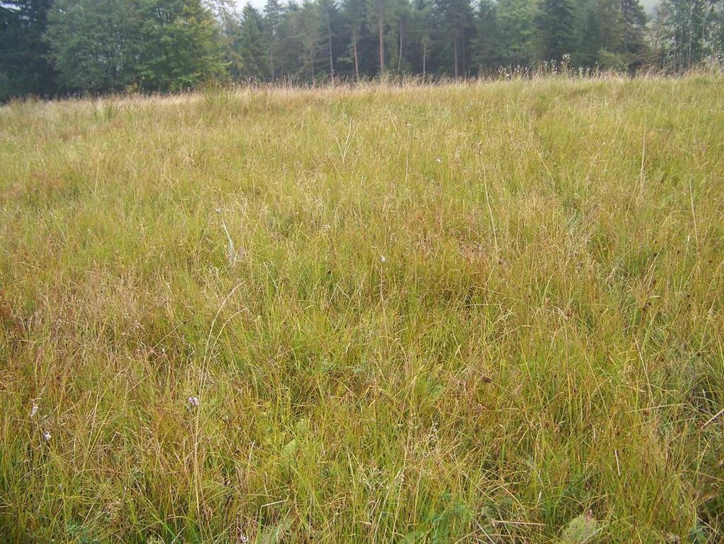 Fot. 2 Torfowisko alkaliczne na Przełęczy Krzyżowej (fot. M.