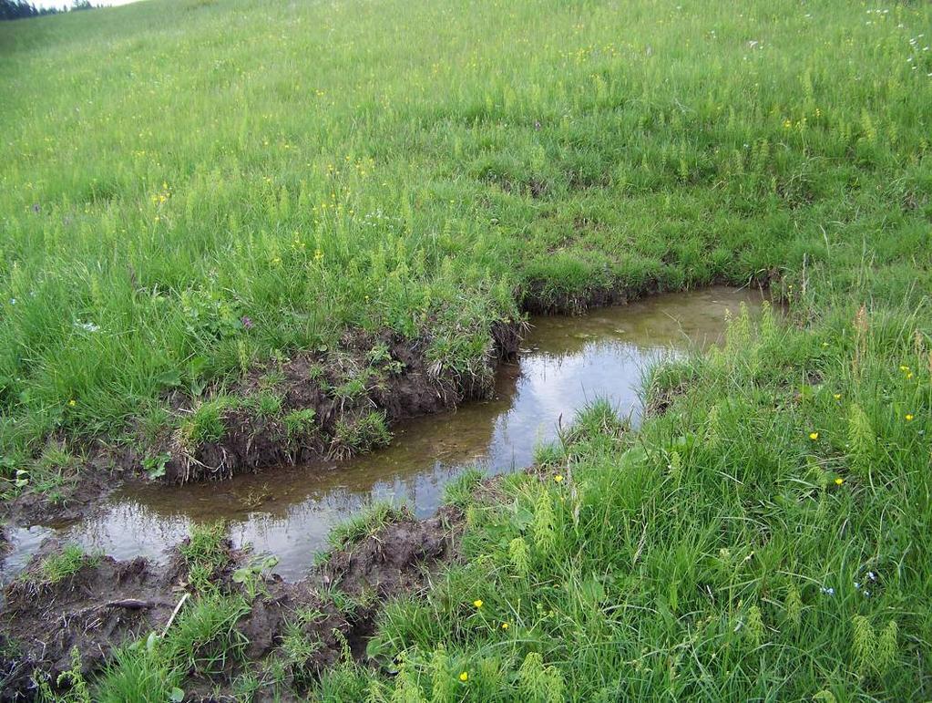 Fot. 3 Poidło dla owiec na terenie torfowiska alkalicznego na Hali Turbacz (fot. M.