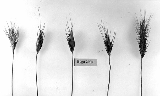 Rys. 2. Nietypowe rośliny Presto o różnym stopniu omszenia dokłosia Fig. 2. The stem necks with different level of hairness density of non-typical plants of triticale cv. Presto Rys. 3.