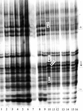 W pewnych przypadkach wykrycie aneuploidów jest możliwe dzięki analizie elektroforetycznej, gdy utracona została para chromosomów homologicznych kodujących prolaminy i na elektroforegramie brak