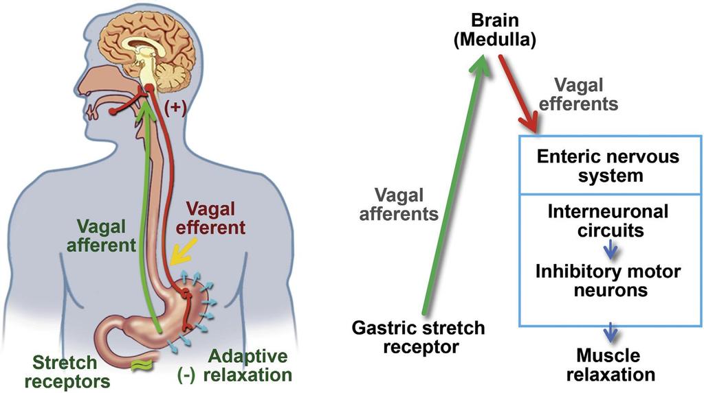 Jelitowy układ nerwowy Obwód interneuronalny Receptory miotatyczne Adaptacja (-) relaksacyjna Żołądkowe receptory miotatyczne Ruchowe neurony hamujące Relaksacja mięśni Adaptacyjna relaksacja w