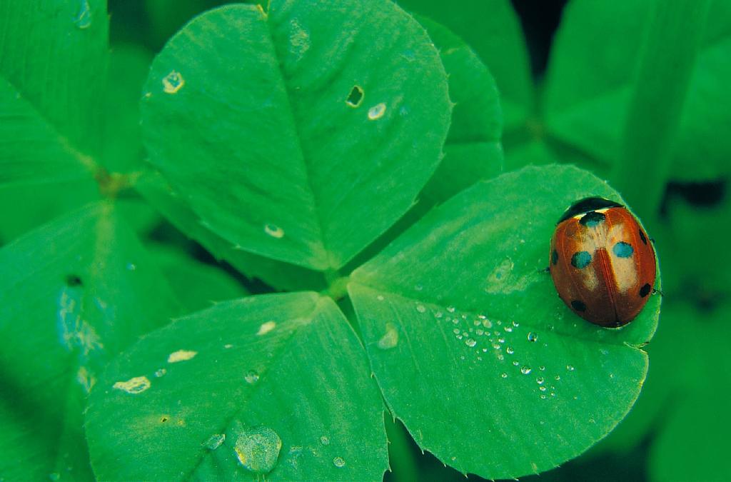 Korzenie ekoturystyki: turystyka zrównoważona Sfera gospodarcza
