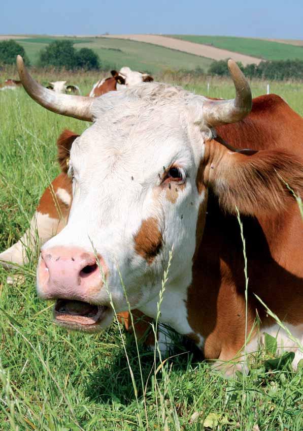 Typy użytkowe bydła i rasy bydła mlecznego Sfinansowano ze środków