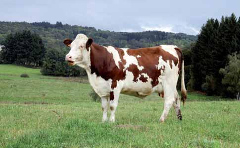 w 30 miesiącu życia. Krowy rasy polskiej czerwonej są długowieczne i mają dobre parametry płodności. Umaszczenie krów jest jednolicie czerwone (od jasnoczerwonego do wiśniowego).