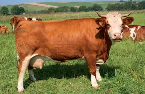 i Wielkiej Brytanii. Dorosła krowa tej rasy waży około 650 kg przy wysokości w kłębie około 135 cm. Simentale mają umaszczenie łaciate.