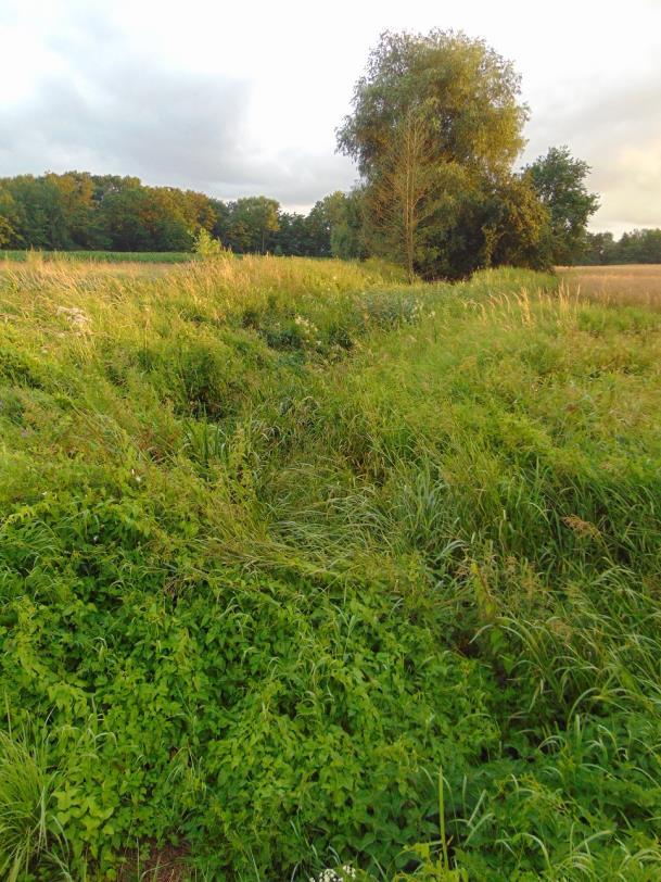 f) Dopływ spod Koperna (PLRW600017174874), naturalna część wód, potok nizinny piaszczysty (PGW Odry 2011, PGW Odry 2016): 2011: stan zły, cel środowiskowy niezagrożony (PGW Odry 2011); 2016: stan