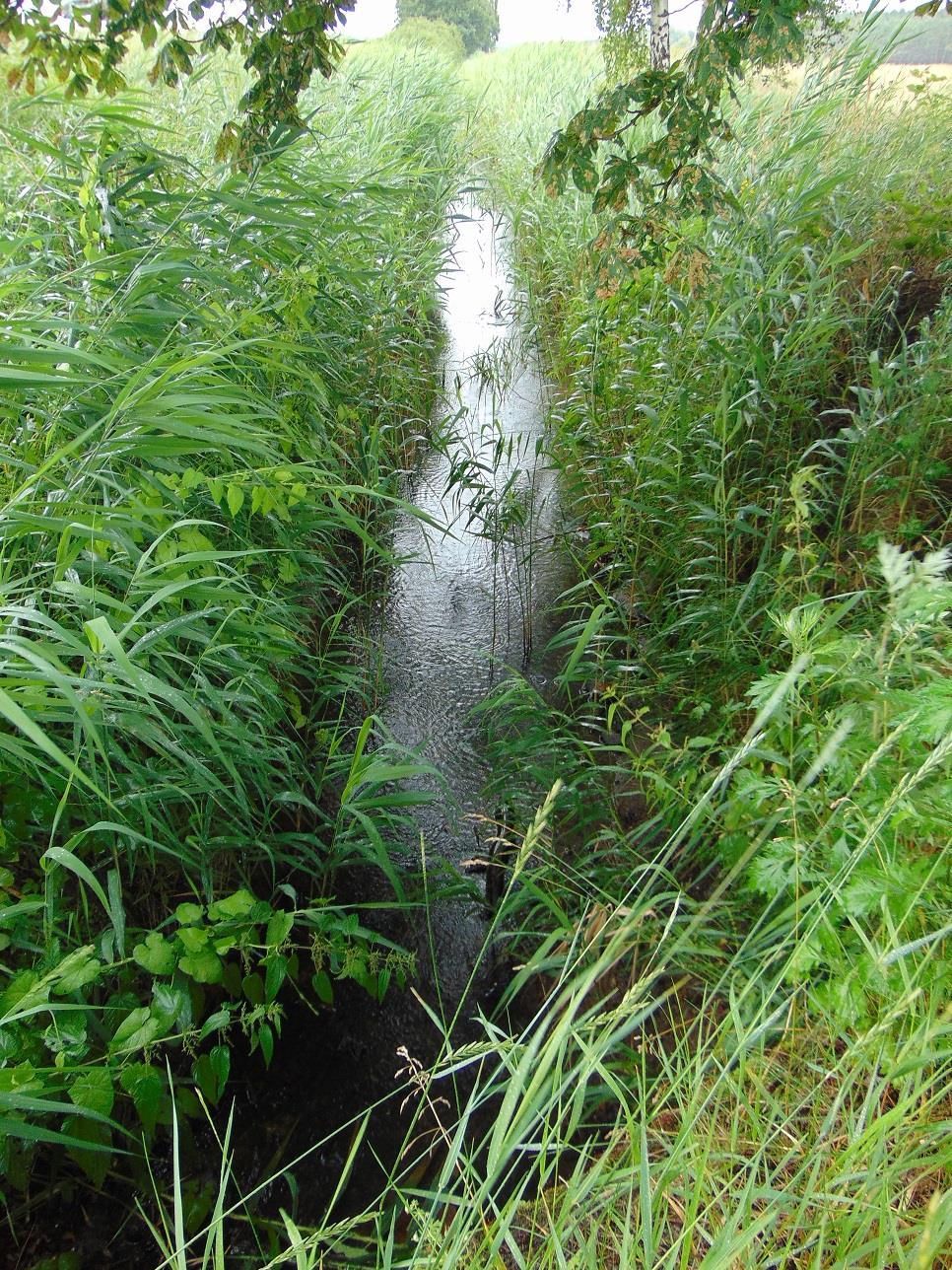 g) Ładzica (PLRW600017174778), w przeszłości naturalna część wód (PGW Odry 2011), obecnie silnie zmieniona część wód (PGW Odry 2016), potok nizinny piaszczysty (PGW Odry 2011, PGW Odry 2016) 2011: