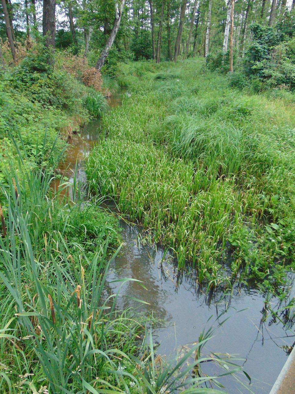 i) Pstrąg (PLRW6000171748729), naturalna część wód, potok nizinny piaszczysty (PGW Odry 2011, PGW Odry 2016) 2011: stan dobry, cel środowiskowy niezagrożony (PGW Odry 2011) 2016: stan dobry, cel