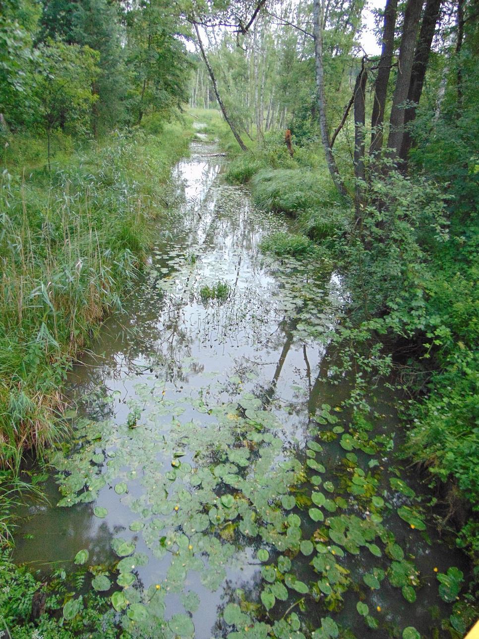 j) Tymnica (PLRW600017174869), naturalna część wód, potok nizinny piaszczysty (PGW Odry 2011, PGW Odry 2016) 2011: stan dobry, cel środowiskowy niezagrożony (PGW Odry 2011) 2016: stan dobry, cel