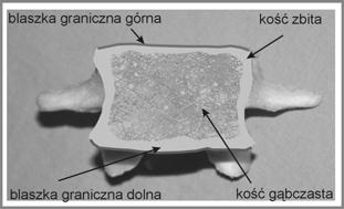 56 Lechosław F. Ciupik, Agnieszka Kierzkowska, Jerzy Pieniążek, Daniel Zarzycki biomechanicznym odpowiada za przenoszenie obciążeń.