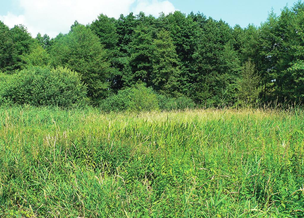 79 Zbiorowiska-ro linne-rezerwatu- Torfowisko-Kunickie 79 Ryc. 4. Oles Carici elongatae-alnetum (fot. E. Szczê niak) Fig. 4. Alder forest Carici elongatae-alnetum (phot.