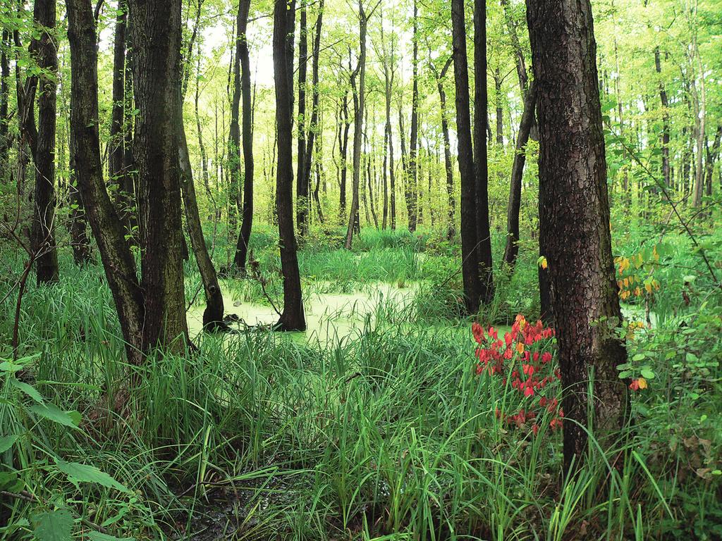 Zbiorowiska ro linne przy uj ciu rowu odprowadzajacego cieki: nitrofilne zbiorowisko z Urtica dioica, p³aty Acoretum calami, Phalaridetum