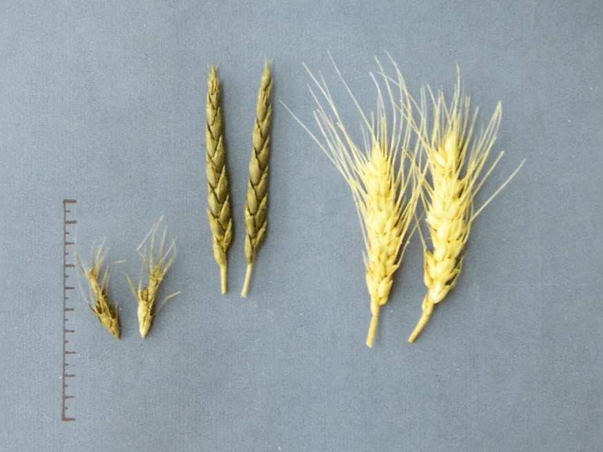 Rys. 5. Kłosy (od lewej): forma mateczna Ae. variabilis (peregrina) Eig, mieszaniec F 1 - Ae. variabilis (peregrina) Eig T. aestivum L. cv. Rusałka, forma ojcowska T. aestivum L. cv. Rusałka Fig.
