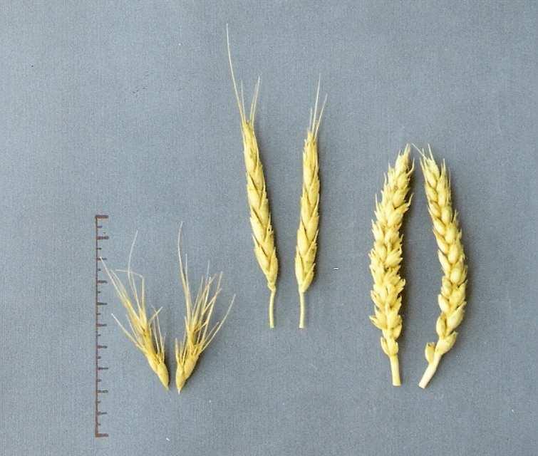 Rys. 7. Kłosy (od lewej): forma mateczna Ae. triaristata Willd. 4x, mieszaniec F 1 Ae. triaristata Willd. 4x T. aestivum L. cv. Begra, forma ojcowska T. aestivum L. cv. Begra Fig.