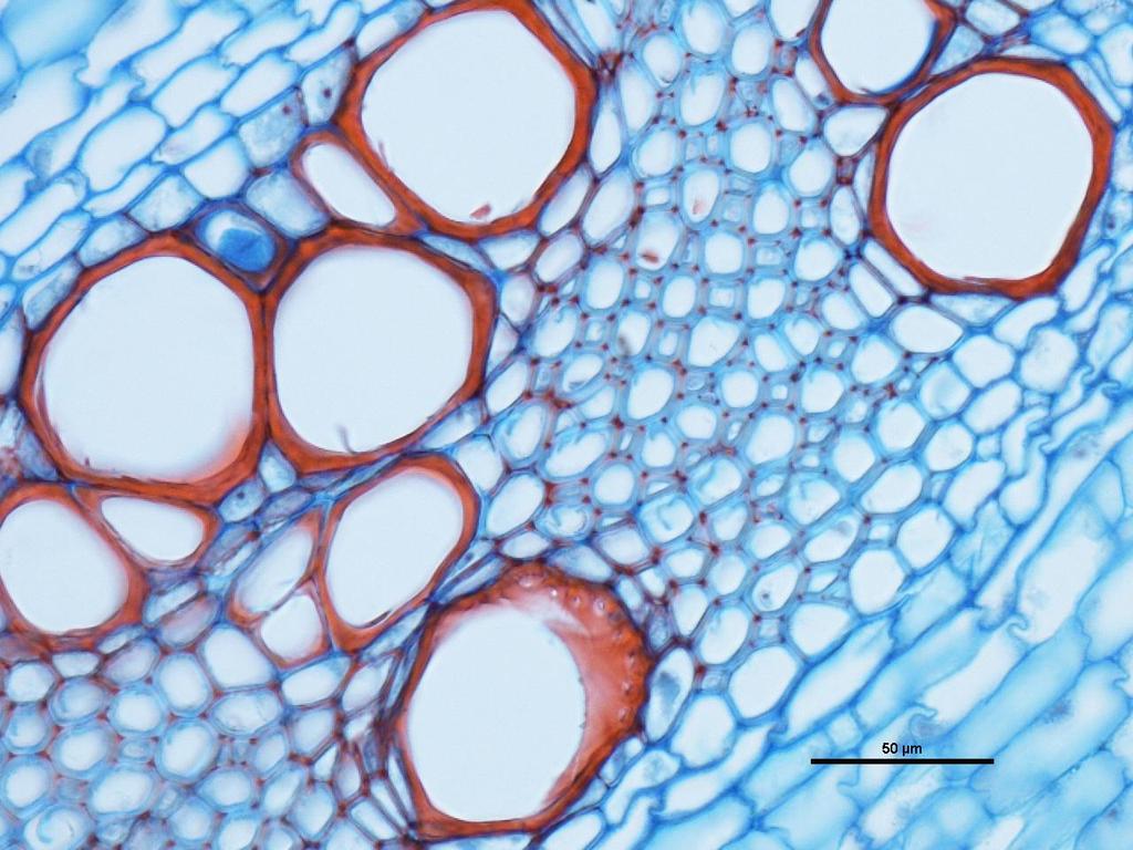 Zwiększona liczba komórek ksylemu, ściany komórkowe wybarwione intensywniej niż w