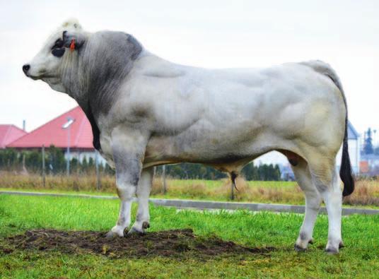 łatwości wycieleń 78-02 Pozostała oferta nasienia Hodowcom bydła mlecznego polecamy również rozpłodniki innych ras: Holsztyńsko-fryzyjska odmiana czerwono-biała Polska czarno i czerwono-biała