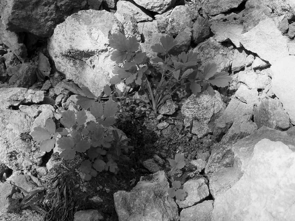 A. Kacprzak et al. Rozwój i kierunki przemian węglanowych gleb rumoszowych PPN 49 Fot. 4. Profil L2 rumoszowa rędzina inicjalna. Profile L2 an initial stage of soil development.