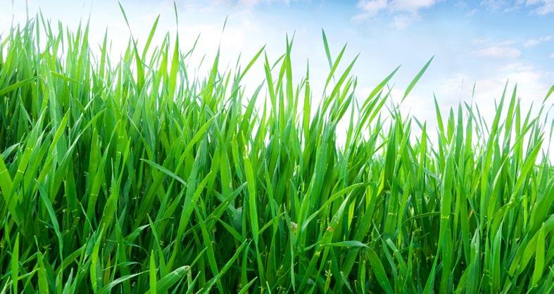 zapobiega wyleganiu roślin zbóż rozwija pędy boczne i system korzeniowy pogrubia ścianki źdźbła hamuje wzrost elongacyjny działa także w późnych fazach rozwojowych zbóż Po co regulować wzrost zbóż?