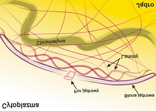 Rola lamin i mutacji genu LMNA w fizjologicznym i przedwczesnym starzeniu Małgorzata Alicja Śliwińska racownia Molekularnych odstaw Starzenia, Zakład Biochemii, Instytut Biologii Doświadczalnej im.