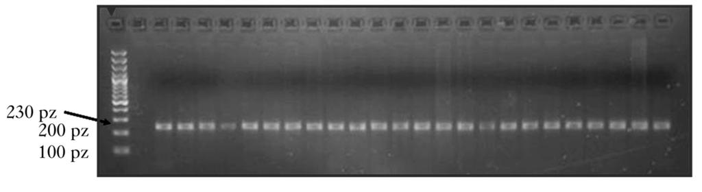 gel with ethidium bromide for all studied populations Ryc. 3.