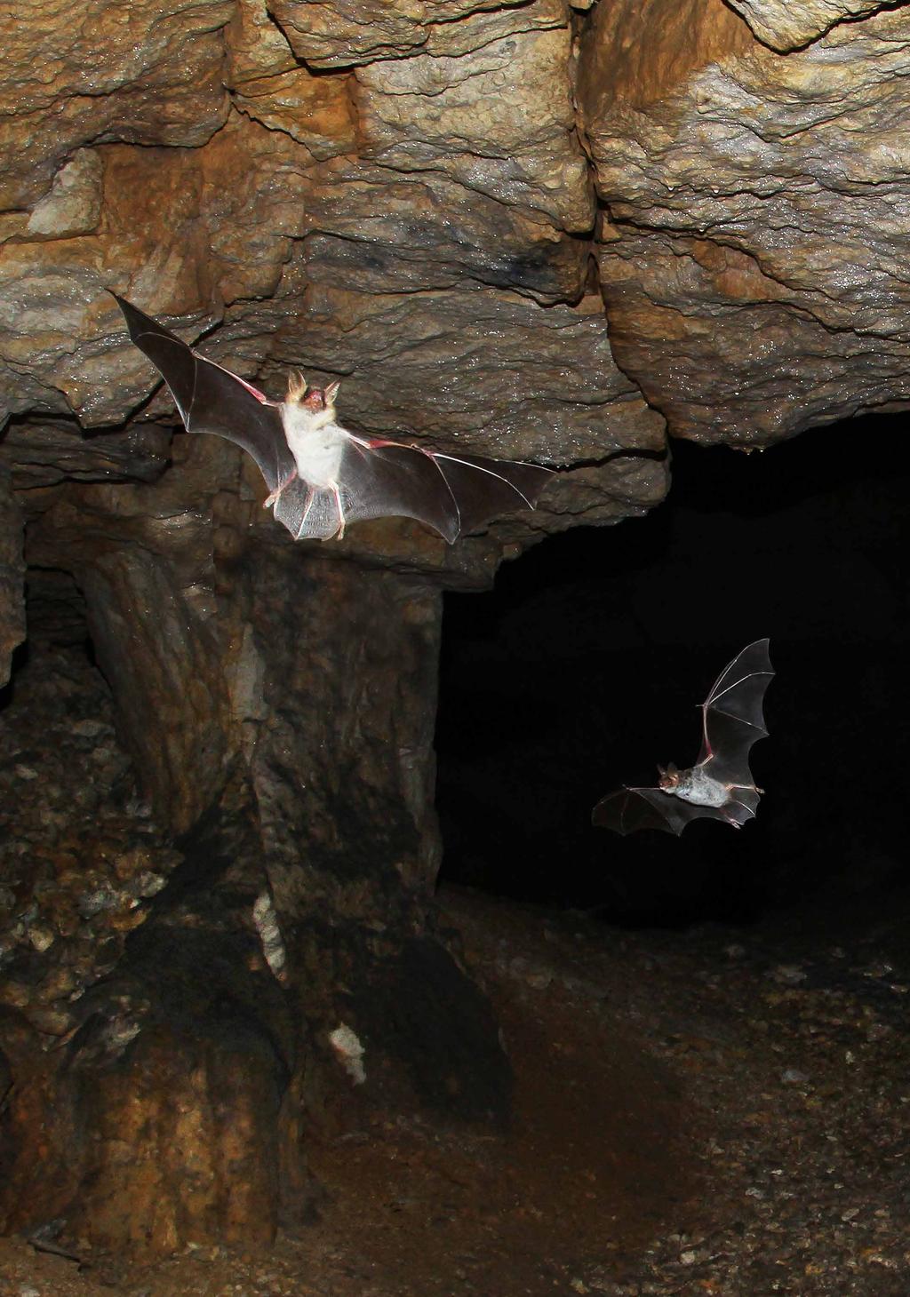 Nocki duże Myotis myotis w