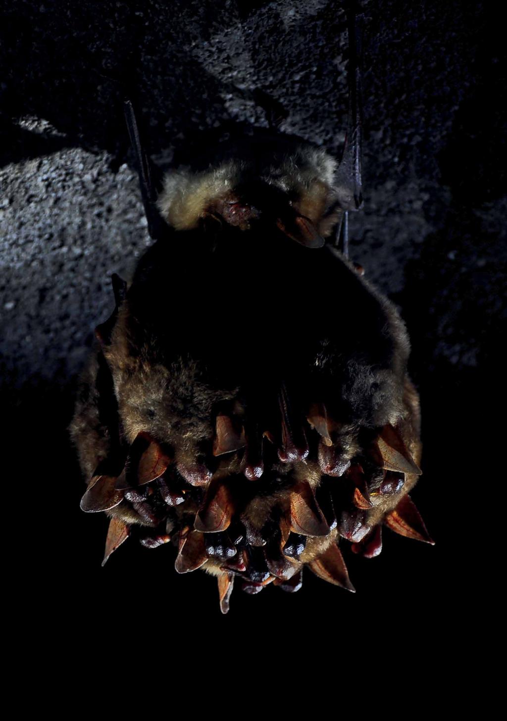 Nocki duże Myotis myotis; fot.
