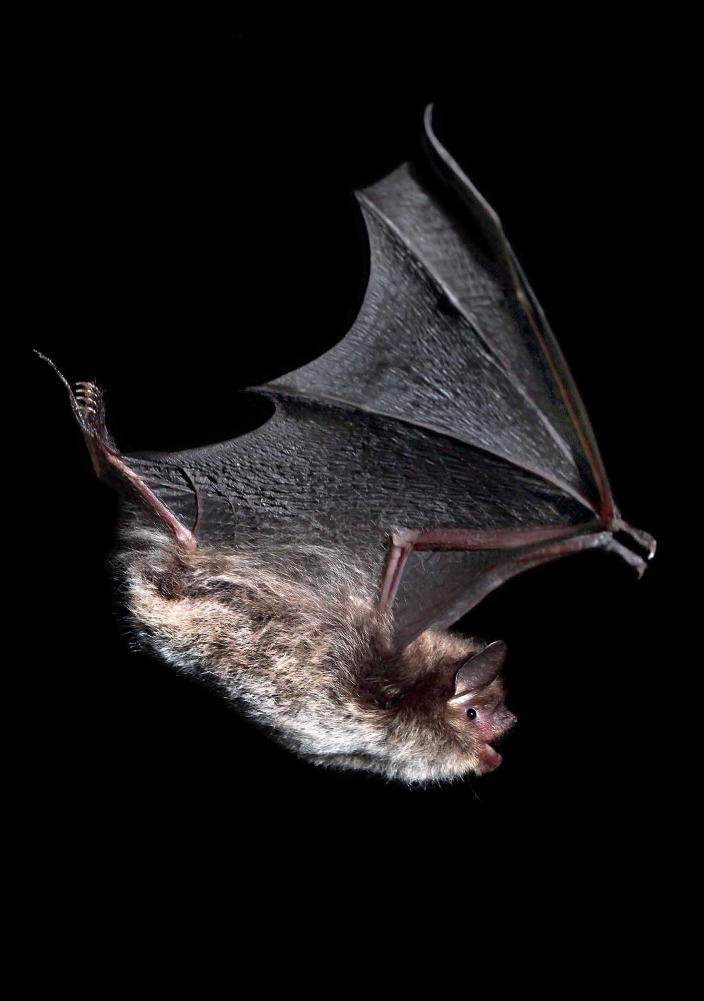 Nocek rudy Myotis daubentonii; fot.
