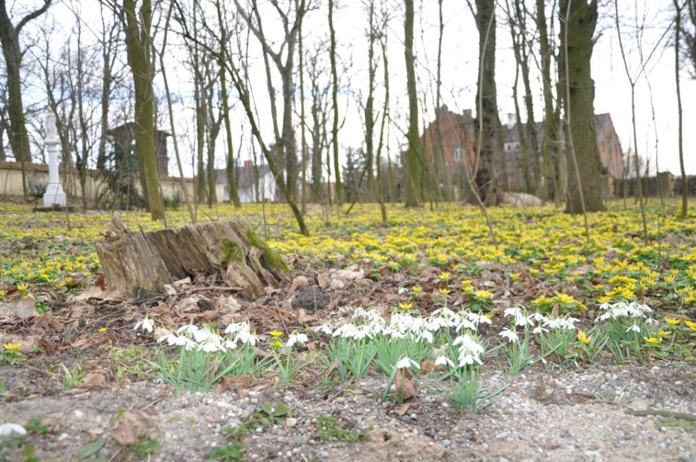 Walory szaty roślinnej - park z kwiatami, rannik wiosenny ( źródło: internet) Walory szaty roślinnej kwiaty przy kościele, rzadko występująca cebulica syberyjska ( źródło: internet) Wody
