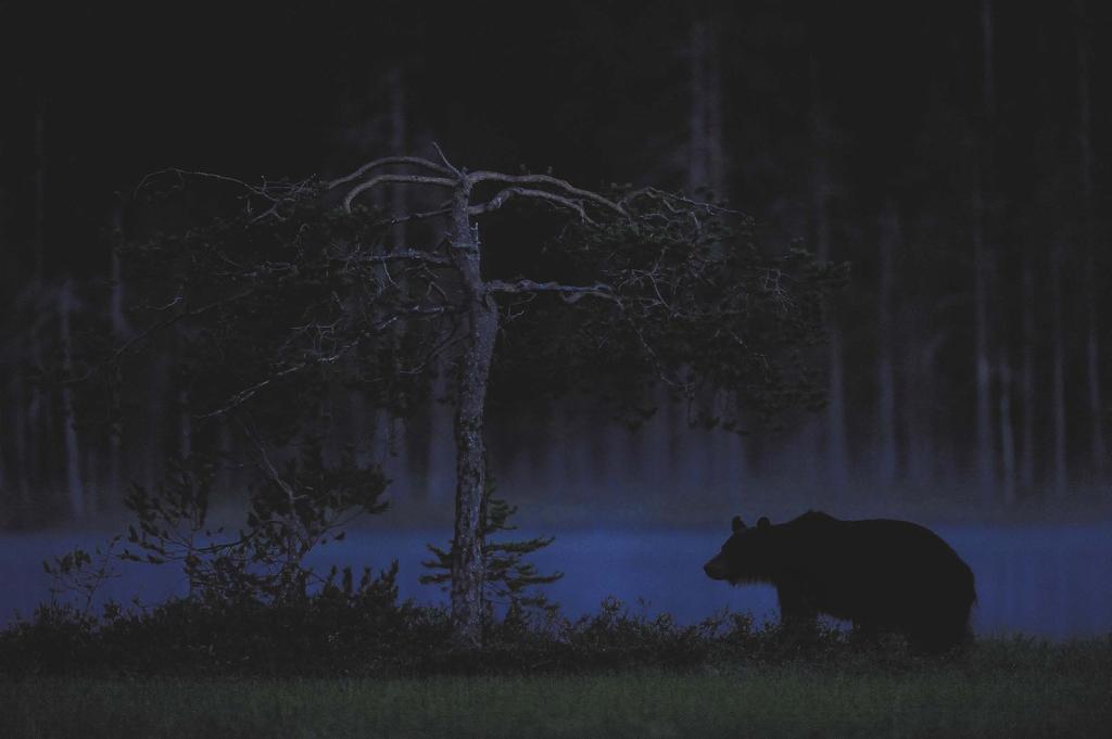 Czułość: ISO 12800 Obiektyw: NIKKOR AF-S 400 mm f/2,8g ED VR Jakość zdjęcia: 14-bitowy RAW (NEF)