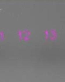 starterr 27F (DOJKA i IN. 2000) i 534R 5 (YANG i IN. 2007), 1 μl DNA, 0,1 μl Polimerazy Taq Invitrogen, 12,5 μl wody MiliQ.