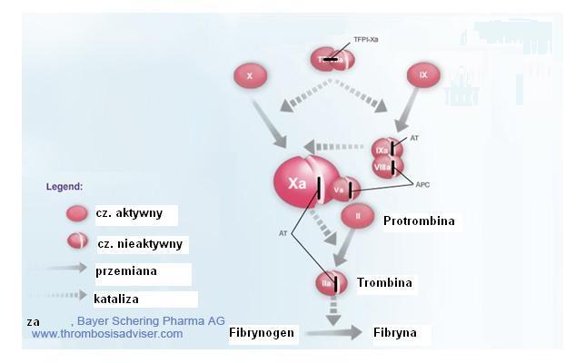 Naturalne inhibitory krzepnięcia układ białka C i TFPI BiałkoC (wit.