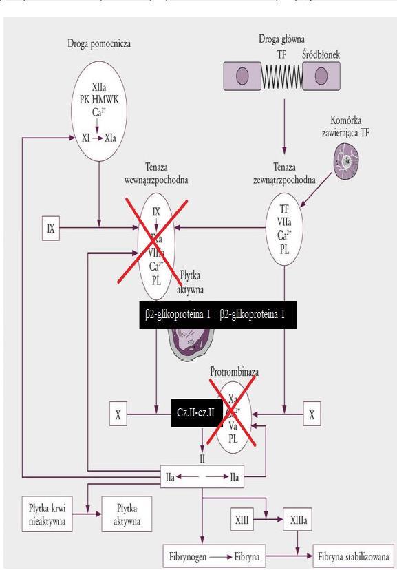 DIAGNOSTYKA LABORATORYJNA APS W RUTYNOWYCH BADANIACH LABORATORYJNYCH OBSERWOWANE JEST WYDŁUŻENIE APTT WYDŁUŻENIE CZASU DRVVT (CZAS KRZEPNIĘCIA ROZCIEŃCZONEGO OSOCZA W OBECNOŚCI JADU ŻMIJI RUSSELA)