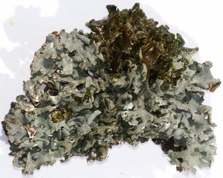 Znajduje się tu naturalny fragment żyznej buczyny karpackiej, z licznym starodrzewem bukowym (wiek najstarszych buków szacuje się Ryc.