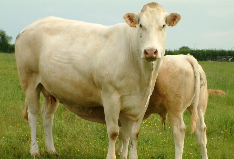 podłoża. Należy także pamiętać, że obszary te cechują się niską gęstością zaludnienia.