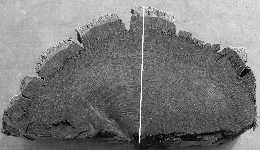 A slice of wood, about 2 cm thick, was cut from the above-mentioned structural element at the distance of ca. 1 m from its front; and afterwards it underwent a slow drying process.