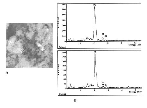 Rys. 7A. Obraz BSE katalizatora 5%Pt/ Fig. 7A The back-scattered electron (BSE) photomicrograph of the 5%Pt/ Rys. 7B. Widmo promieniowania rentgenowskiego dla katalizatora 5%Pt/ : a z pkt. 1, b z pkt.