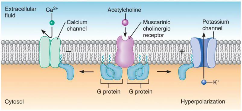 Układ nerwowy przywspółczulny zwykle dominuje i z zakończeń nerwowych wydziela acetylocholinę.